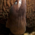 Moray Eel-Monkey-Beach Moray Eel-Monkey-Beach